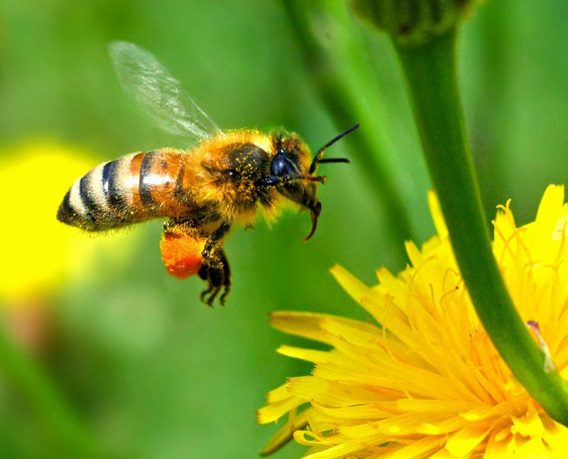 l-abeille-qui-tourne-autours-de-vous